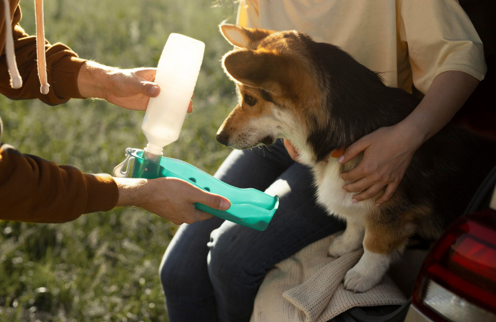 Stay Hydrated on the Go: The Best Portable Dog Water Bottle for Adventures