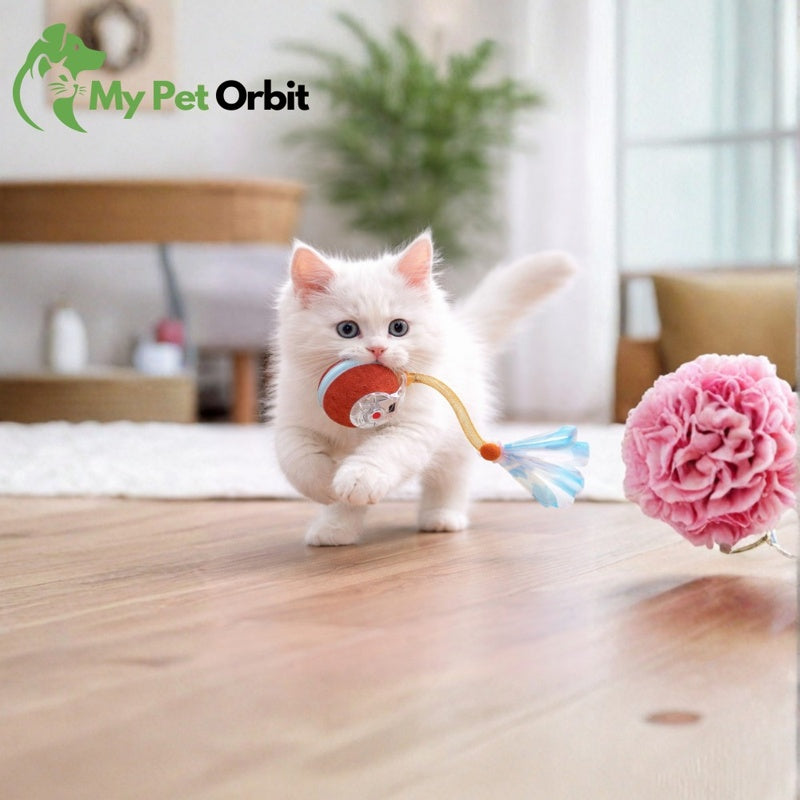cat toy ball | MyPetOrbit