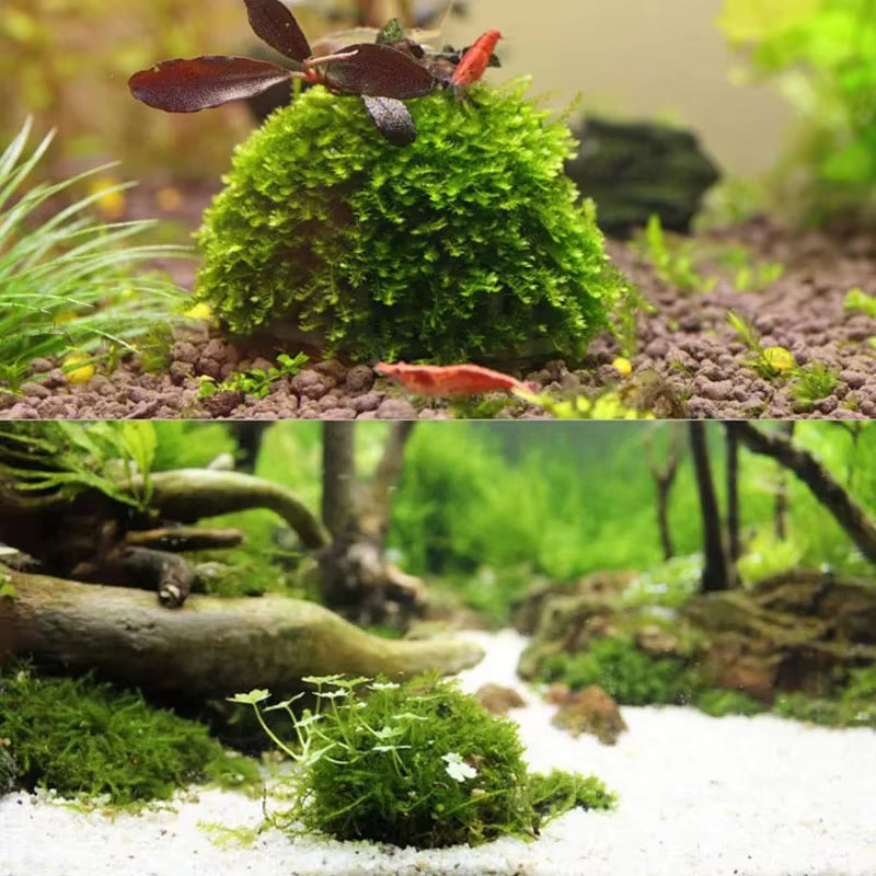 Aquarium moss ball holder – photo 5