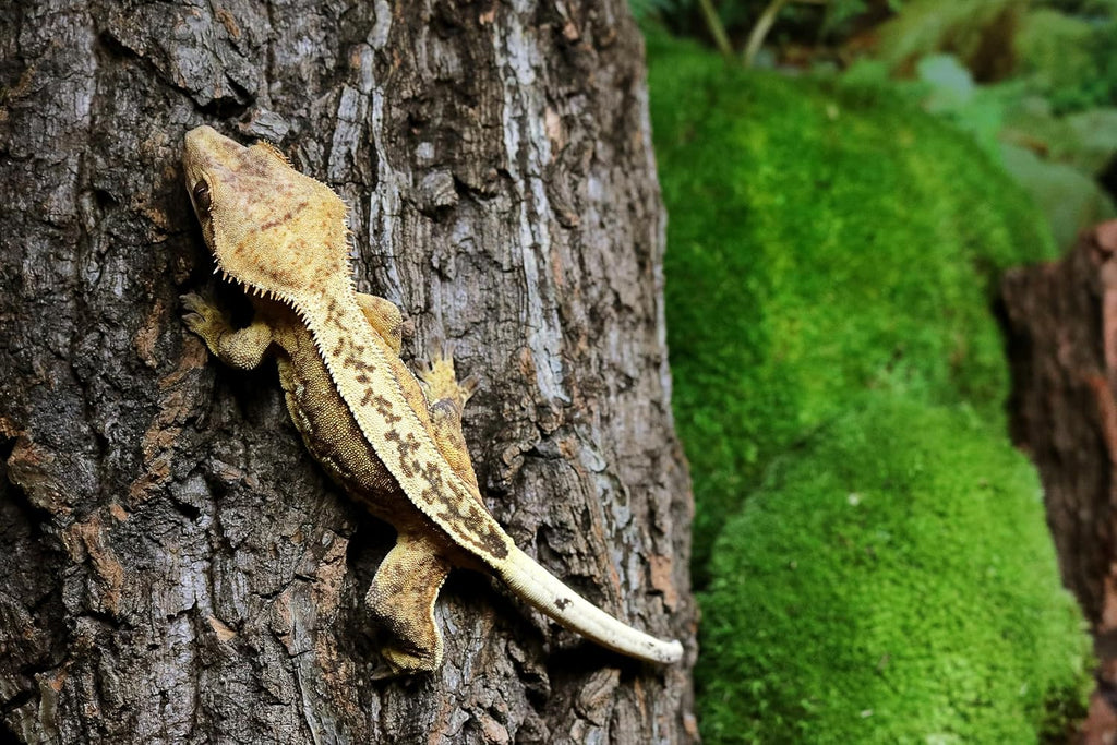 Natural Cork Bark Reptile Habitat Flat – 6–9 in