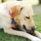 Interactive dog ball – photo 2