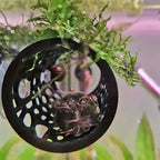 Betta fish tunnel – photo 5