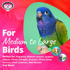 Olympic Rings Hanging Bird Toy – Super Bird Creations SB625
