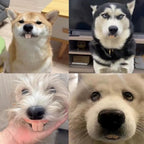 Funny dog teeth toy – photo 6