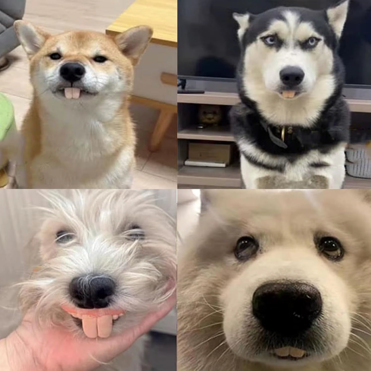 Funny dog teeth toy – photo 6