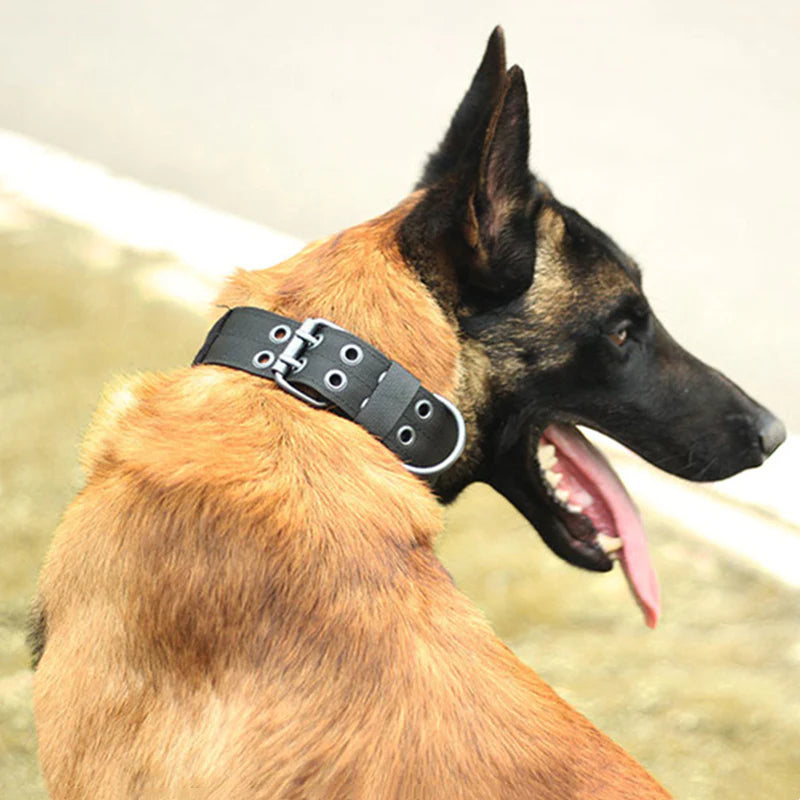 Wide Nylon Dog Collar with Metal Buckle – Neoprene Lined