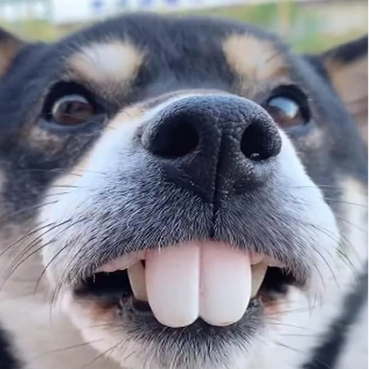 Funny dog teeth toy – photo 3