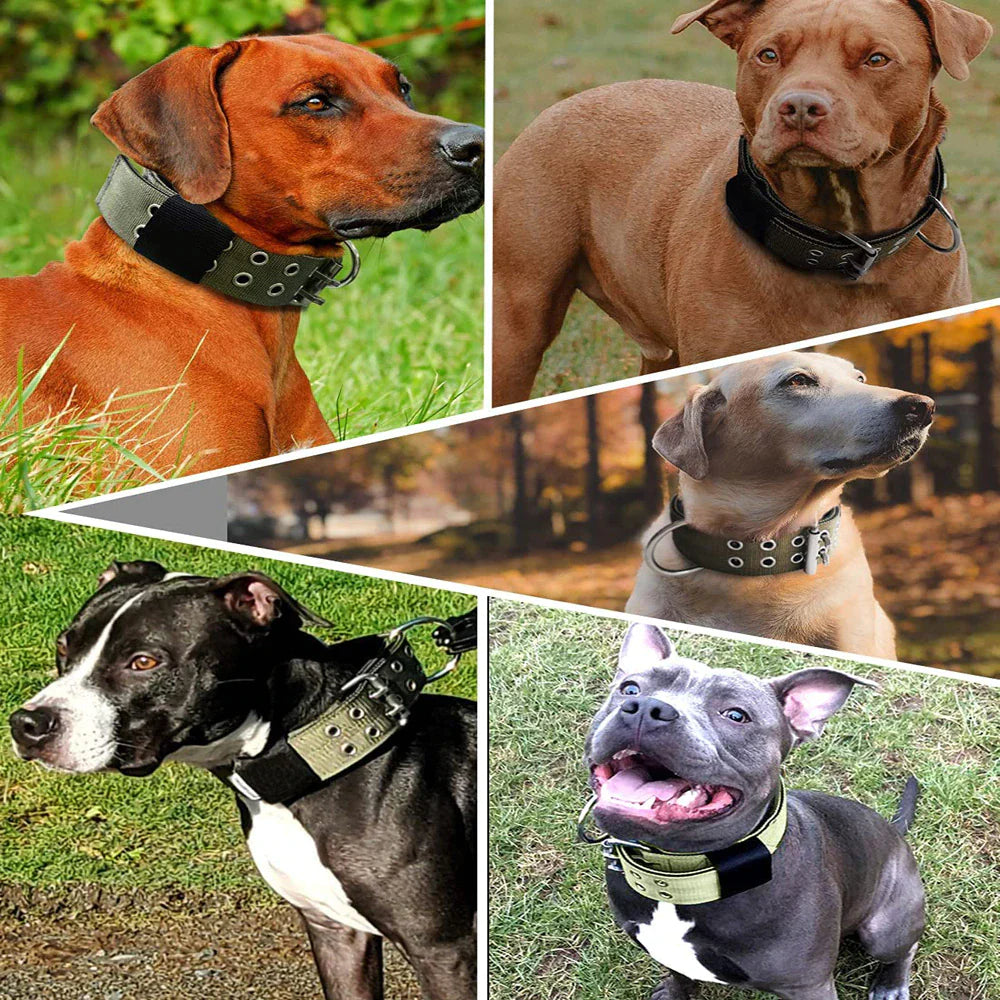 Wide Nylon Dog Collar with Metal Buckle – Neoprene Lined