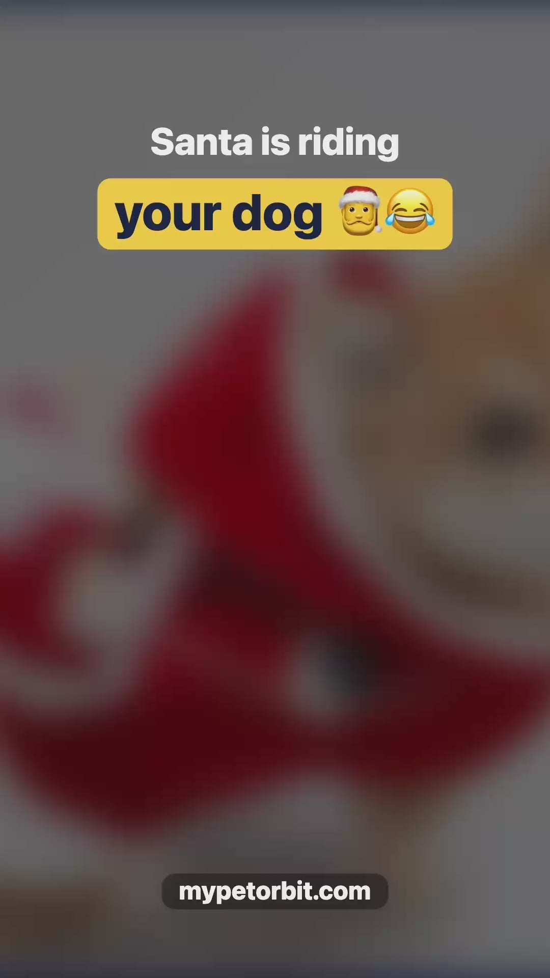 Riding Santa Dog Costume video